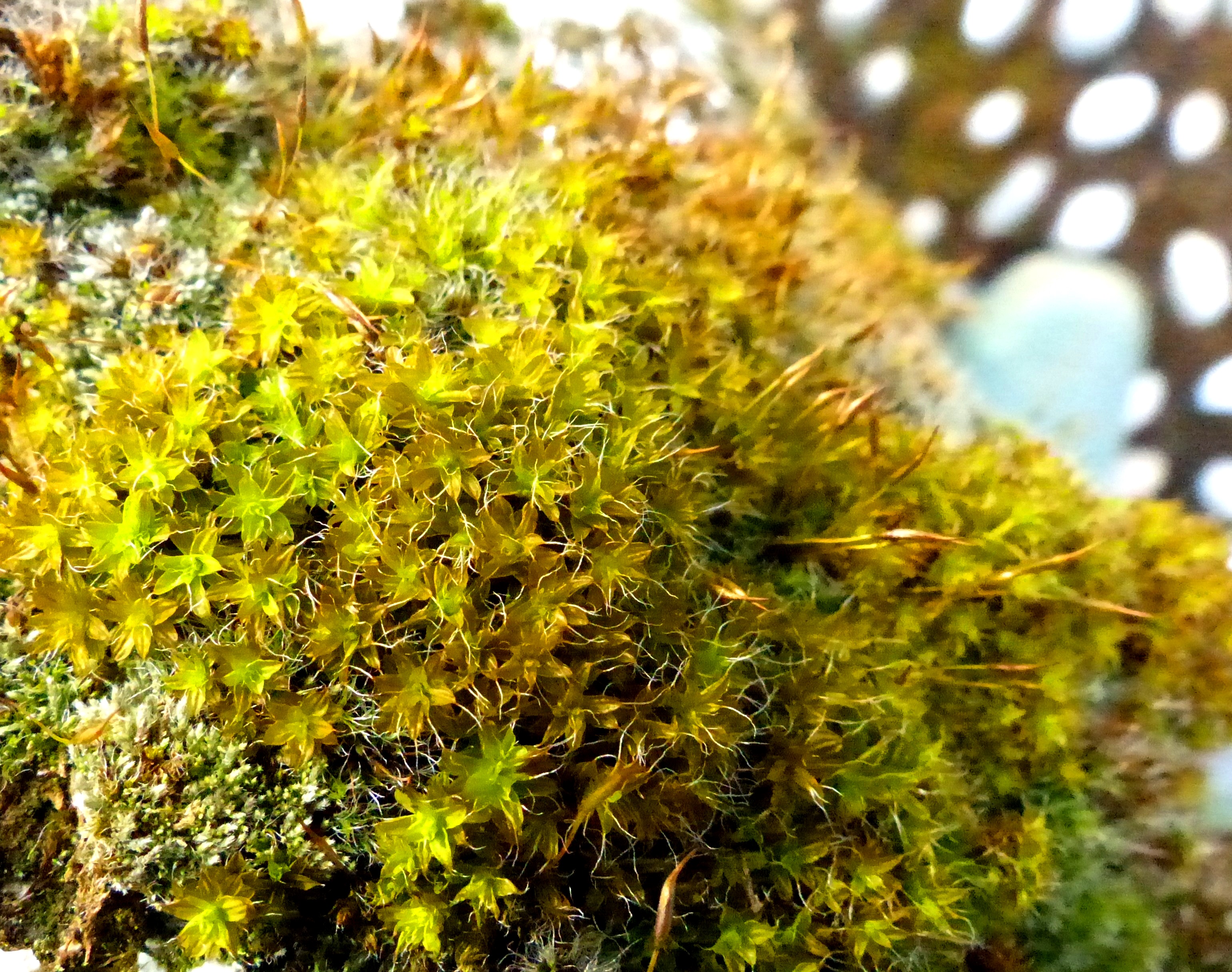 How Many Species Of Bryophytes Are There In Britain Dr M Goes Wild