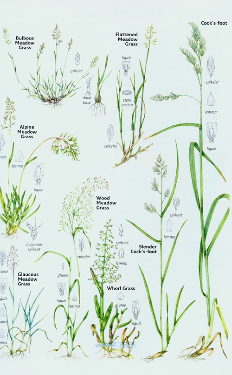 Vegetation Identification Chart