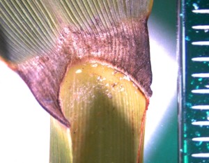 ligule australis phragmites