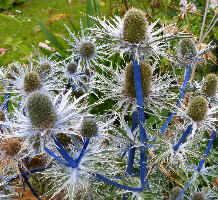 20 Eryngium Dr M Goes Wild