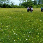 Flower-rich meadow in Wiltshire, England
