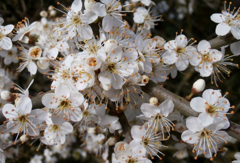 Prunus Spinosa Flowers 