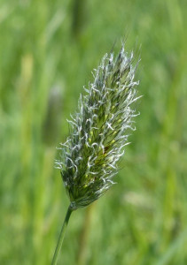 alopecurus spikelet