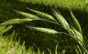 bromus hord spikelets