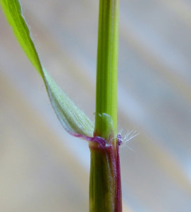 grass leaf