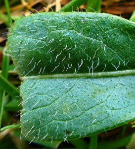 leaf hairs and midrib