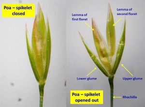 Poa spikelet