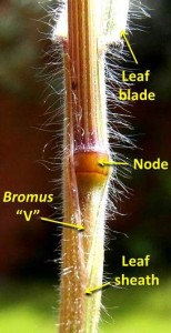 The Bromus "V"