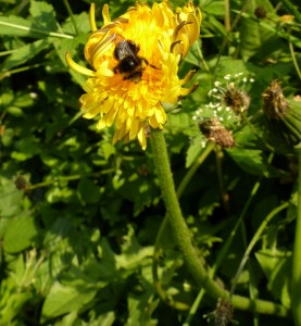 Taraxacum officinalis agg (Dandelion)