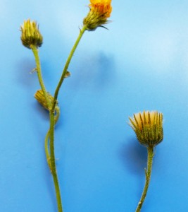 Hieracium spp