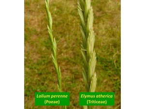 Lolium and Elymus