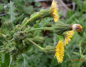 Sonchus asper (Prickly Sow Thistle)