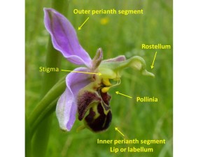 Ophrys apifera (Bee Orchid)