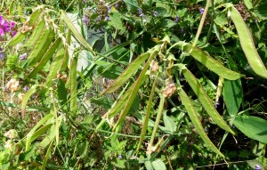 Lathyrus latifolius pods