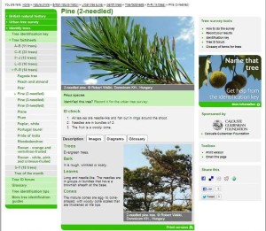 NHM tree key pinus page