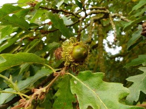 Quercus cerris