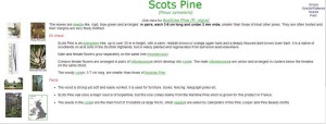 Info sheet on Scot's Pine