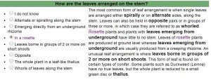 Q10 - Leaf arrangement = rosette