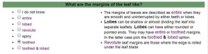 Q13 Leaf margins = toothed