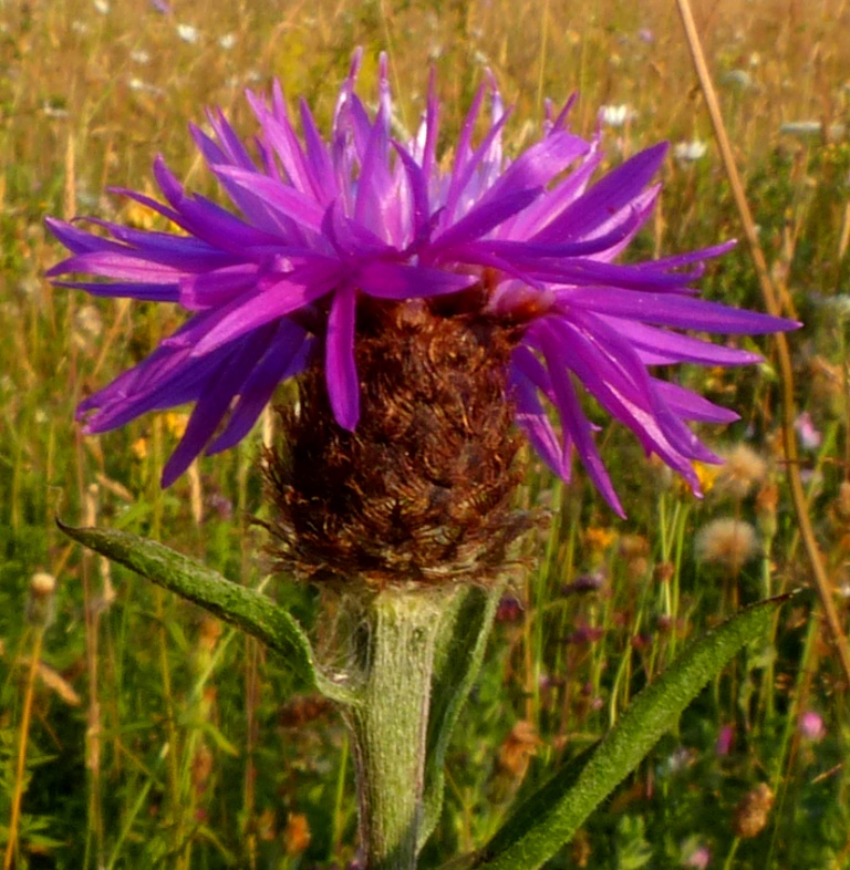 Centaurea nigra | Dr M Goes Wild