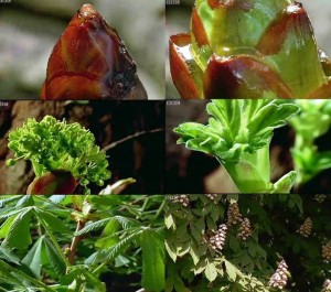 aesculus time lapse