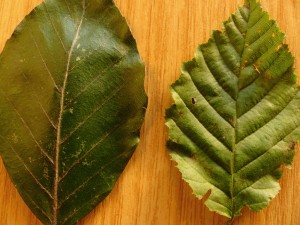 Beech leaf (l), Hornbeam leaf (r) 