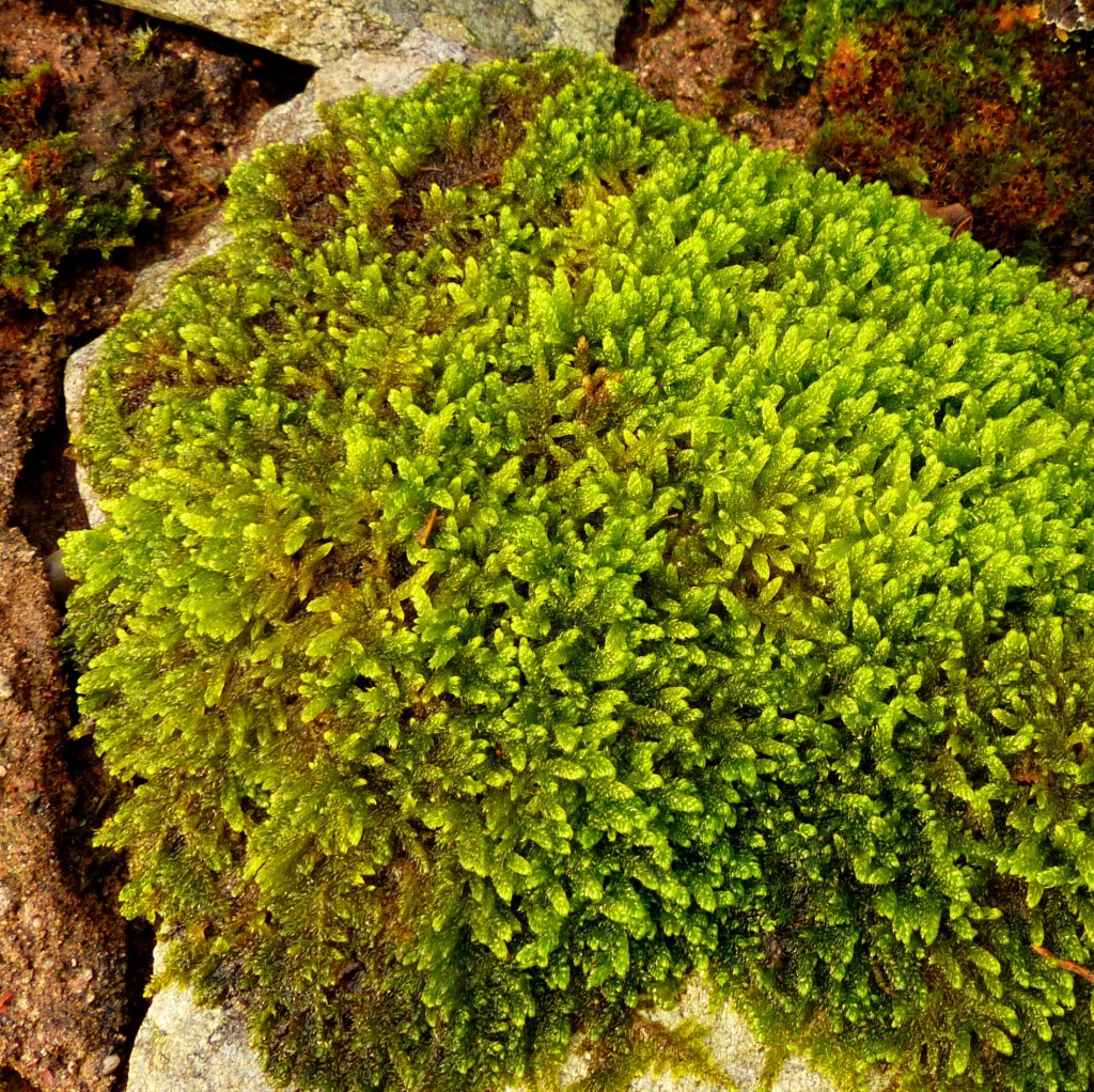 Hypnum cupressiforme – Cypress Plait-moss | Dr M Goes Wild