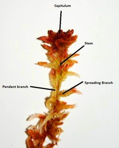 Sphagnum labelled plant