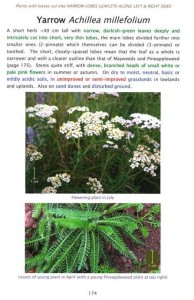 Averis Achillea