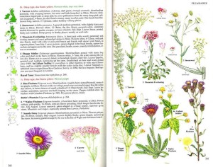 Blamey et al Achillea