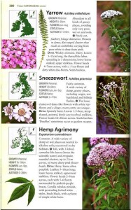 Harrap Achillea