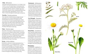 Streeter Achillea