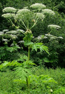 Giant Hogweed in the UK - is it really Heracleum mantegazzianum?