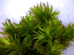 Orthotrichum affine