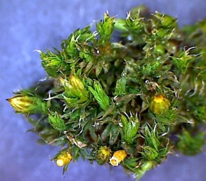 Orthotrichum diaphanum