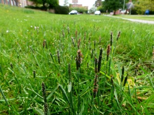 Alopecurus in the lawn