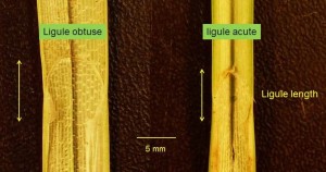 Carex ligules