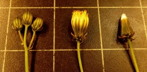 Crepis vesicaria trio