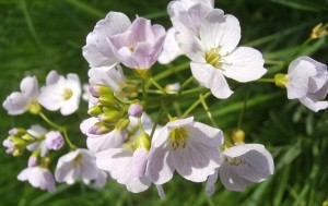 Cuckoo flower or Milk Maids