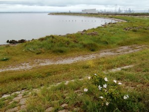 Saltmarsh on the Isle of Grain, Kent