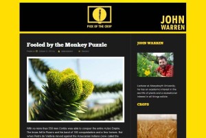 monkey puzzle