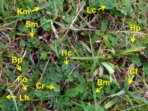 Chalk grassland veg quiz