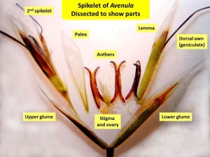 Avenula spikelet