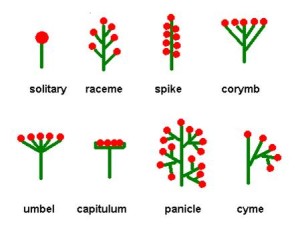 INFLORESCENCE