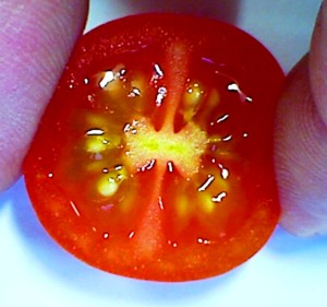 tomato ovary