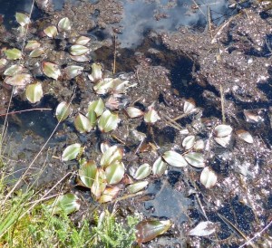 A Potamogeton polygonifolius