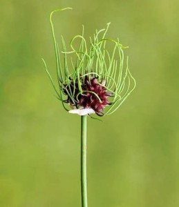 Group B: Allium vineale