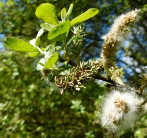 Group D: Salix cinerea