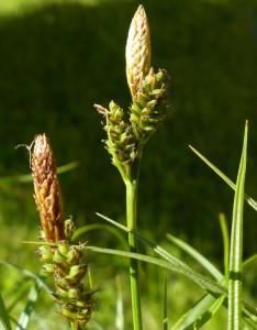 Goup E: Cyperaceae (Carex caryophyllea)