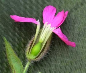 Group F: Caryophyllaceae (Silene dioica (Red Campion - female flower)